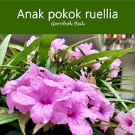 Anak pokok bunga cantik ruellia rulia renek Ruellia Brittoniana