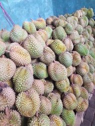 durian montong palu sulawesi fresh utuh pilihan bergaransi - 35 kg
