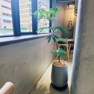 開幕送禮首選-小豆樹