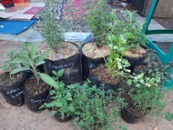 Paket 6 tanaman hidup Mint Oregano Parsley Rosemary Sage Thyme