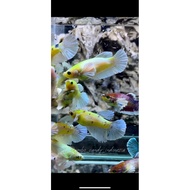 WOMEN'S HALFMOON DUMBO EAR COLLECTION READY TO FARM WITH QUALITY