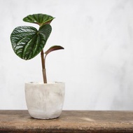 【室內盆栽】紅玉椒草盆栽 觀葉植物 盆栽 植栽 開幕盆栽 發財樹