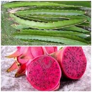 Ready Stock Benih/Keratan Buah Naga Merah atau Putih / Dragon fruit seedlings