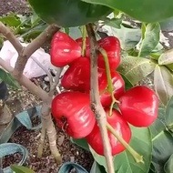 Bibit Tanaman Jambu Air Taiwan Super Merah ( TSM )