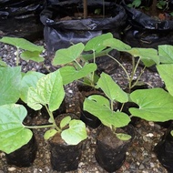 Bibit buah Beligo Bligo Kundur 20 cm tinggal di tanam Herbal MURAH a