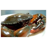 MUD CRAB/KETAM NIPAH