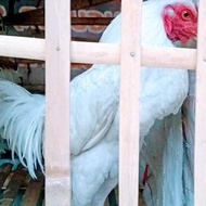 SIAP KIRIM- Ayam Jago kampung Putih/usia 6 bulan