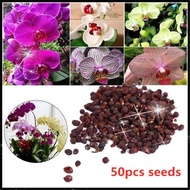 LOCAL READY STOCK 50PCS Orchid Seed Bonsai Flower Seeds for Home Garden Flower Seeds  Biji Benih Pokok Bunga Flower Plan