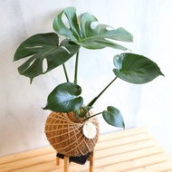 PD39龜背芋大苔球 / 室內植物 開幕植栽 觀葉植栽