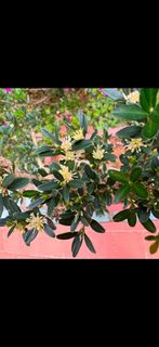 （黃楊/花開滿樹）（老桩/造形）（一年多次開花結果）盆景 盆栽 生日禮物 辦公室擺設 家居擺設