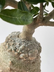 火星人 (Fockea edulis) ｜———｜塊根植物｜象牙宮｜龜甲龍｜曲刺妖炎｜橄欖｜象足漆樹｜多肉植物｜龍舌蘭｜嚴龍｜
