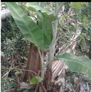 Anak Pokok Pisang Abu / Nipah