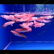 ikan Arwana Super Red Baby anakan +-12cm Gen Merah