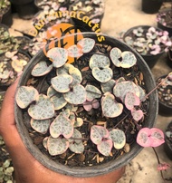 Kaktus &amp; Sekulen / String Of Heart Variegata On Pot Uk 12