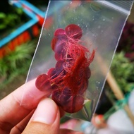 Red Floater (Aquarium plant)