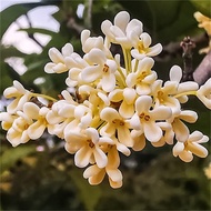 Osmanthus tree  Osmanthus Tree Seedling Flower Pot Plant Indoor and Outdoor Courtyard Field Cultivation Dan Osmanthus Fr