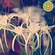 Silver Fox Geisha Water Washing Sobia Coffee