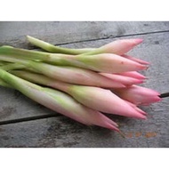 Kantan Flower kantan Flower