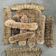 Teripang Kunyit Kering 1 Kg