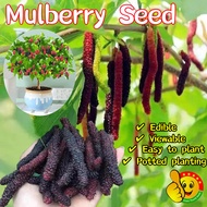 100% Original Sweet Dwarf Mulberry Seeds Rare Black Berry Fruit Seeds 200pcs Bonsai Fruit Plants See