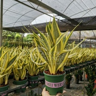 TKL - Sansevieria Craigii Air Purifying Plant Indoor Plant 水月虎皮兰