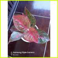 ♞,♘,♙Red Stardust Aglaonema Fresh From Thailand 50 seeds (not live plants)