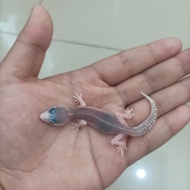 Leopard Gecko | Pied Baby Gecko Senyum
