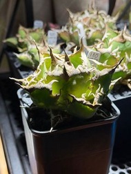 Agave Titanota 龍舌蘭 狂戦士