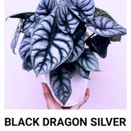 (BREEDING/RAWATAN) Keladi Tengkorak Alocasia BLACK DRAGON SILVER