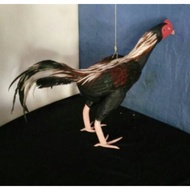 Boneka Ayam Jago - Boneka Ayam Aduan dan Latihan