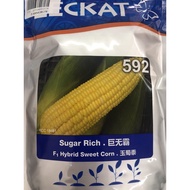 Bernih Jagung Manis hubris F1 Leckat 592 (200gm)