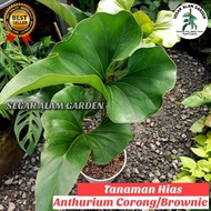 Tanaman Hias Anthurium Brownii - Anthurium Corong