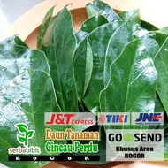 Daun Cincau Hijau Perdu - Daun Cincau Segar 1Kg