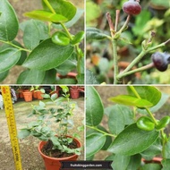 Pokok Blueberry Dalam Pasu