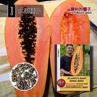 1 Pak (50 Butir) Benih Pepaya Raksasa Atlantics Langka F1 Import / Biji Pepaya jumbo