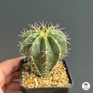 เมโลจิ๋ว #กระถาง3นิ้ว Melocactus violaceus subs. margaritaceus เมโลที่เล็กสุดในโลก แคคตัส กระบองเพชร cactus&amp;succulent