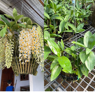 chậu kiều vuông lộc bắc size chậu nan f20 lùm đẹp đã làm sẳn nụ