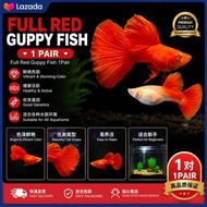 ［1pair］Full Red Guppy Live Fish Aquarium