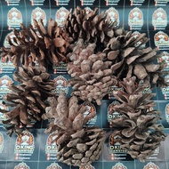 Pine Seed Cone Hamster Bites Dried Pine Cage Decoration