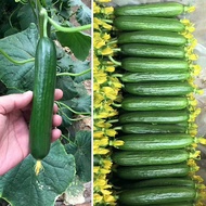 biji Fruit cucumber seeds unwailed Dutch cucumber planting Yangtoun potted seasons easy to sow melon fruits and vegetabl