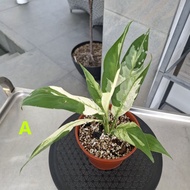 Peace Lily Variegated/Spathiphyllum Wallisii - Aroids Live Indoor/Plant Pokok Tanaman Hiasan