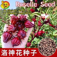 100% Original Edible Roselle Flower Seeds for Planting (Fresh  100pcs Seeds) 洛神花种子 Benih Bunga Rosel