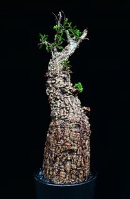 (362) 列加氏漆樹　The elephannnt tree/ Operculicarya decaryi /  塊根植物 Caudex / 另售象牙宮、龜甲龍、念珠橄欖、橄欖樹、象足漆樹