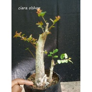 bahan bibit stek pohon rukem bonsai