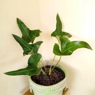 Anthurium Corong