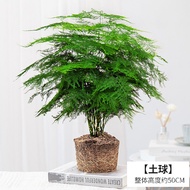 Flower Weng Large Asparagus Fern Bonsai Plant Indoor Hydroponic Plant and Flower Living Room Desktop Office Green Plant