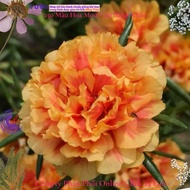 Honey Yellow Ten O'clock Flower MiMa market ten o'clock flower