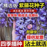 0816Ready Wisteria Seed Double-Petal Wisteria Flower Seed Flower Seed Climbing Vine Plant Flower See