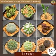 Cactus กระบองเพชรและไม้อวบน้ำต้นละ 50 ซื้อ 4 แถม 1 ส่งตรงจากสวนหลากหลายสายพันธุ์(ส่งทั้งกระถาง)