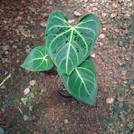 anthurium regale